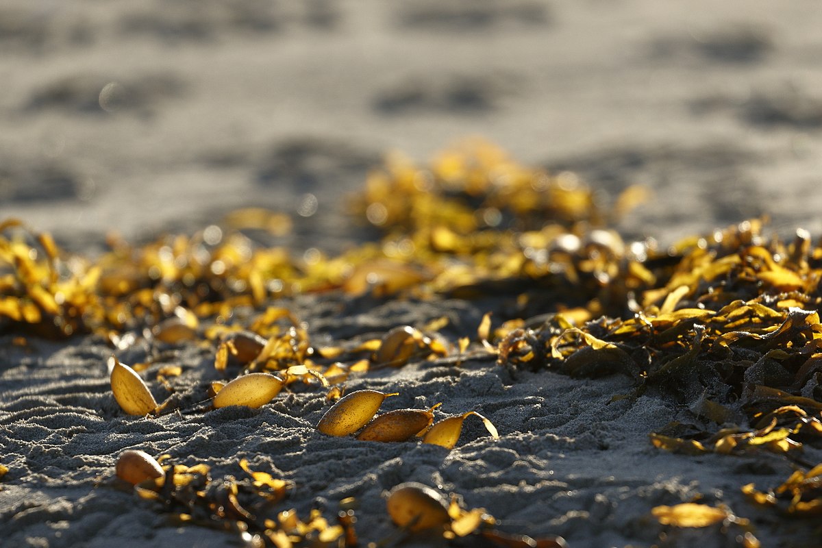 Seaweed Energy: Food or Fuel?